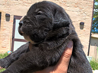 cane corso black 